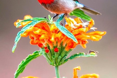 Gansbaai Gaan Bos Gaan Fynbos 1_1